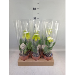 Paphiopedilum  'Amerikaanse hybrid'