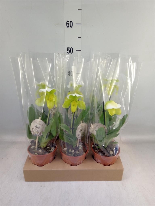 <h4>Paphiopedilum  'Amerikaanse hybrid'</h4>