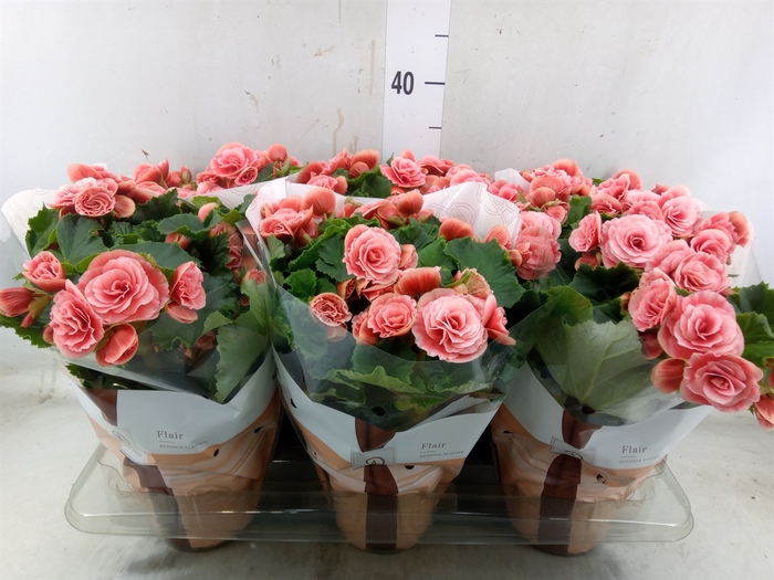<h4>Begonia elat. DU 'Borias'</h4>