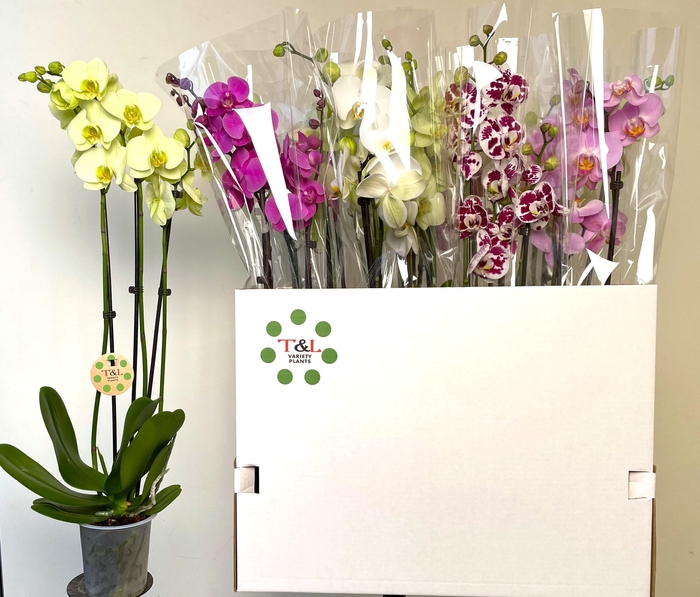 <h4>PHAL GEM 8 KL</h4>