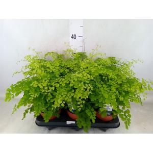 Adiantum raddi. 'Fragrans'