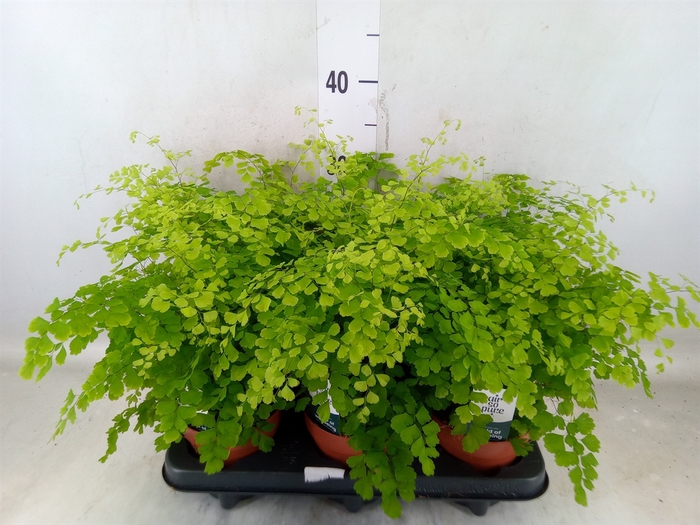 <h4>Adiantum raddi. 'Fragrans'</h4>