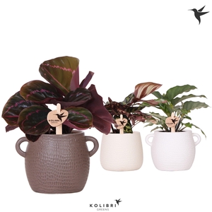 Kolibri Greens Calathea mix in Scales pot mix