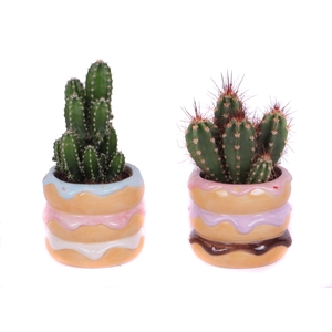 Cactus mix 5,5 cm in happy donut pot