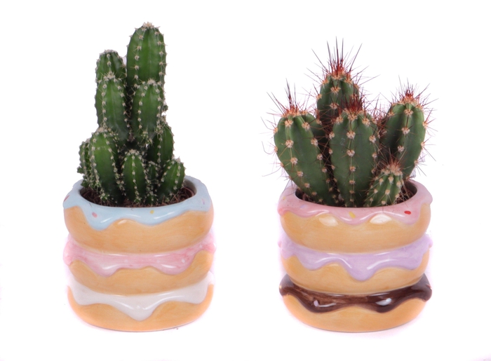 <h4>Cactus mix 5,5 cm in happy donut pot</h4>