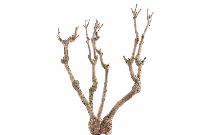 <h4>Syringa Branch Super Balada</h4>