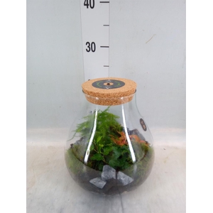 Arr.   Kamerplant Groen H%