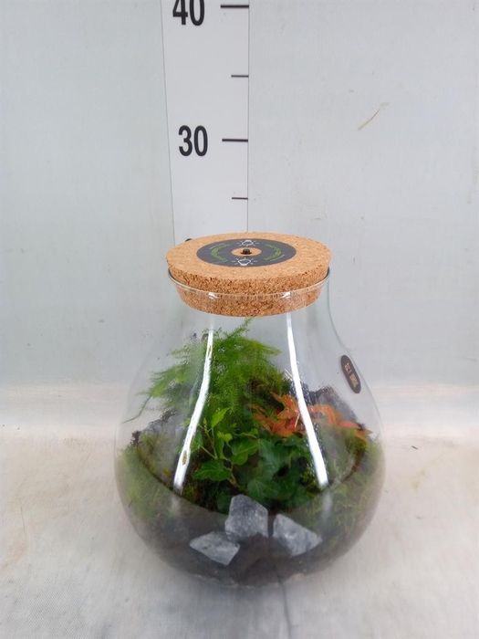 <h4>Arr. Kamerplant Groen H%</h4>