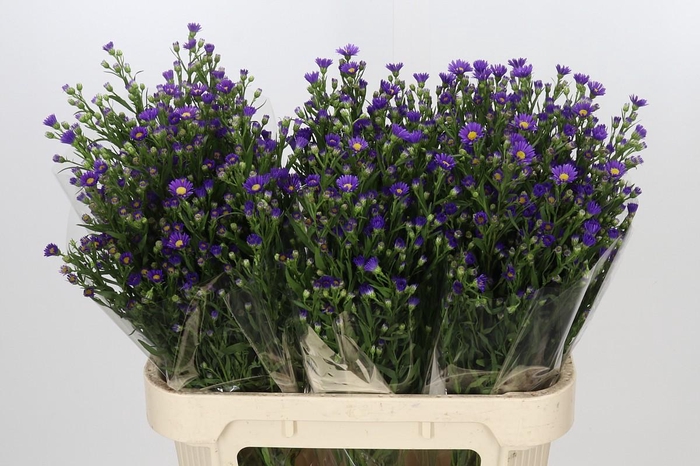 <h4>Aster Casamare</h4>