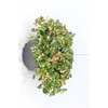 Gaultheria procumbens 'Winterpearls Red Baron' Schaal 23cm