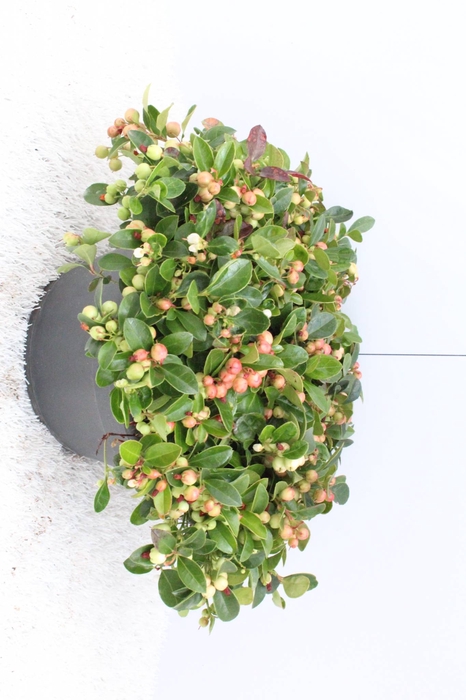 Gaultheria procumbens 'Winterpearls Red Baron' Schaal 23cm