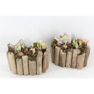 arr4 Narcis JS - Druivenhout ovaal x3