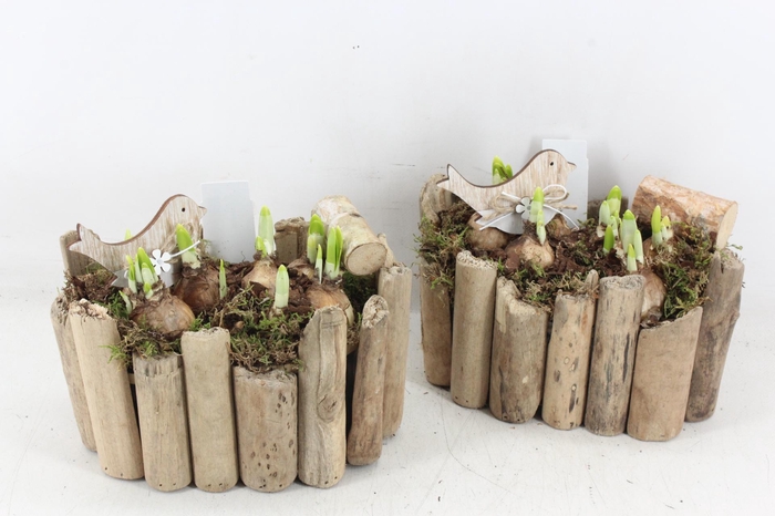 <h4>arr4 Narcis JS - Druivenhout ovaal x3</h4>