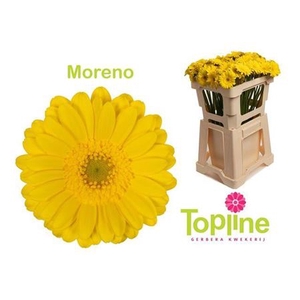 Ge Mi Moreno