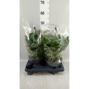 Pilea peperomioides