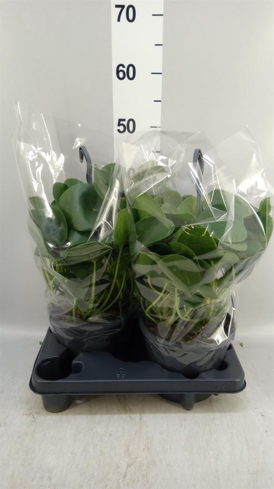 <h4>Pilea peperomioides</h4>