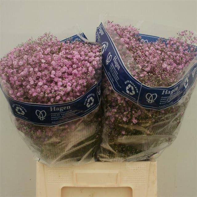 <h4>GYPS PA MY PINK</h4>