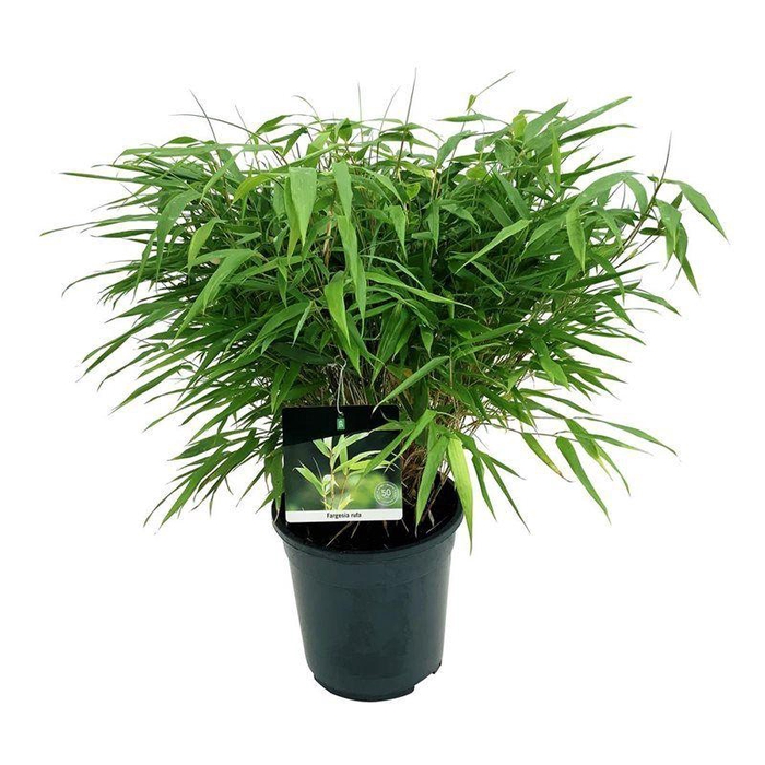 <h4>Fargesia rufa</h4>