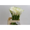 Zantedeschia Eydolls White