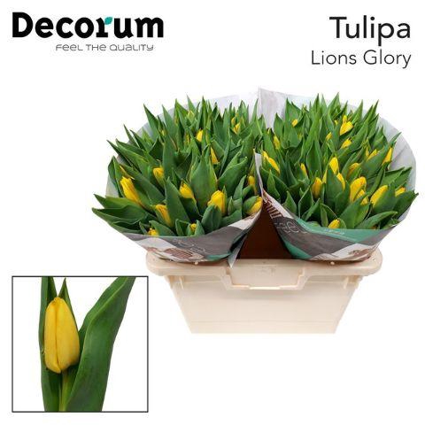 <h4>TU EN LIONS GLORY</h4>