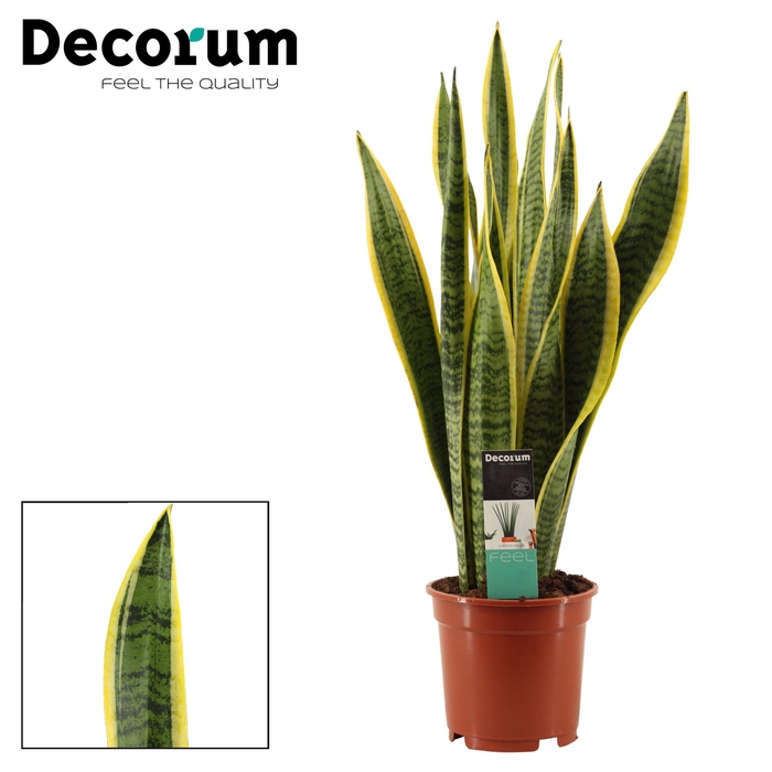 <h4>Sansevieria Laurentii P17</h4>