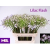 Agapanthus Lilac Flash