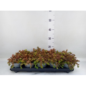 Sedum   ...
