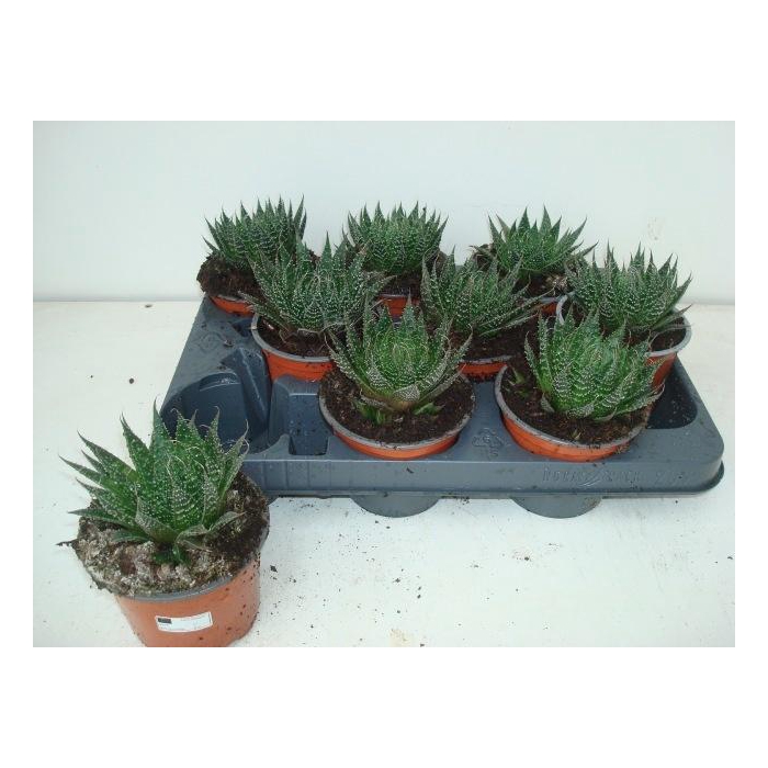 <h4>ALOE ARISTATA</h4>