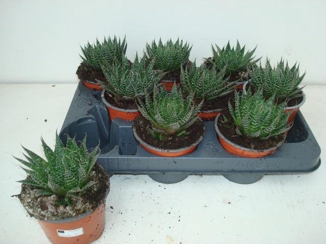 <h4>ALOE ARISTATA</h4>