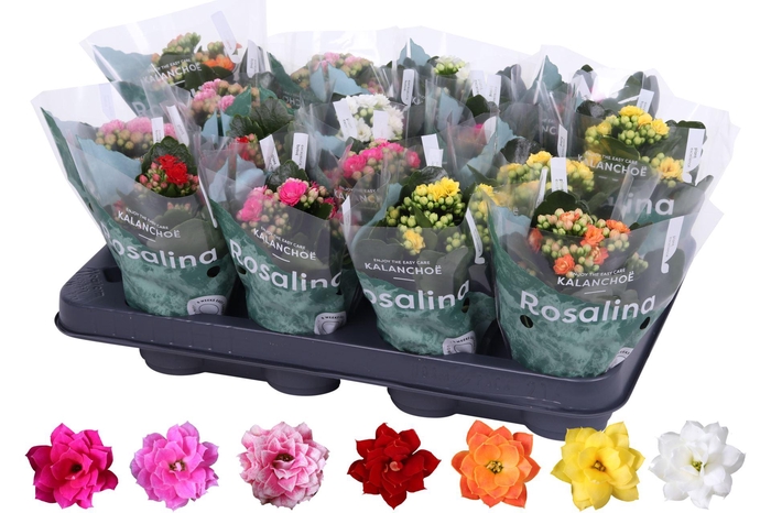 <h4>Kalanchoe gevuld Rosalina gemengd divers</h4>
