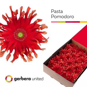 Gerbera Pasta Pomodoro Doos