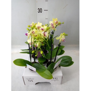 Phalaenopsis   ...mini