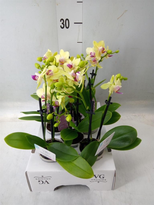 <h4>Phalaenopsis   ...mini</h4>