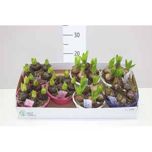 Hyacinthus Gemengd 5pp In Schaal Colour