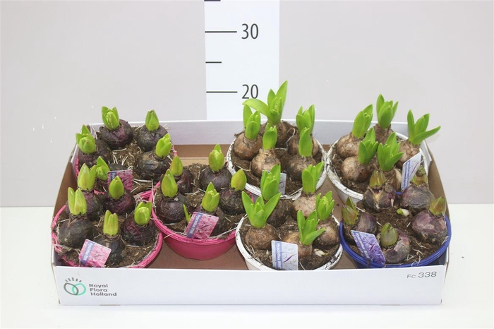 <h4>Hyacinthus Gemengd 5pp In Schaal Colour</h4>