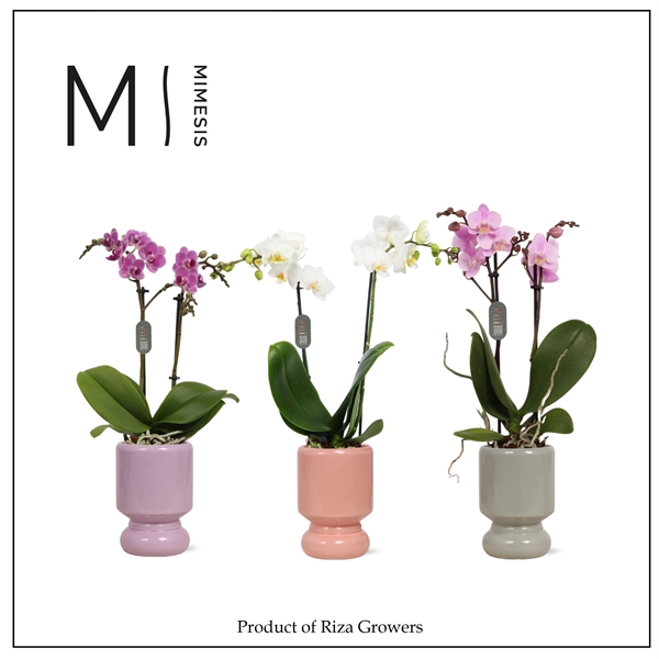 <h4>Mimesis Phal. Mix - 2 spike 9cm in Nina Mix Ceramic</h4>