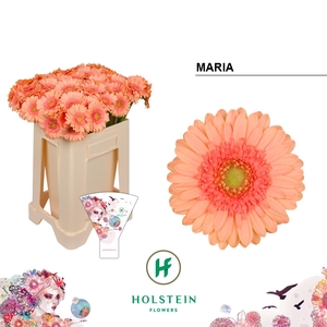 Germini Maria Water/Hoes x80