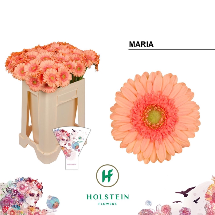 <h4>Germini Maria Water/Hoes x80</h4>