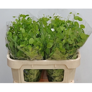 LUNARIA ANN GROENE P