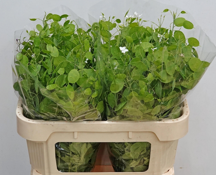 <h4>LUNARIA ANN GROENE P</h4>