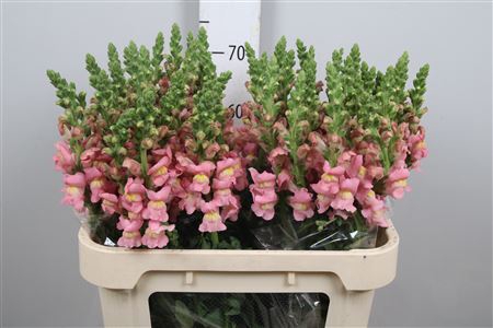 <h4>Antir Antibes Pink</h4>