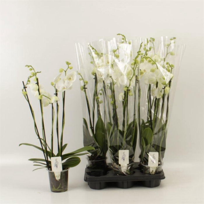 <h4>PHAL OV WIT</h4>