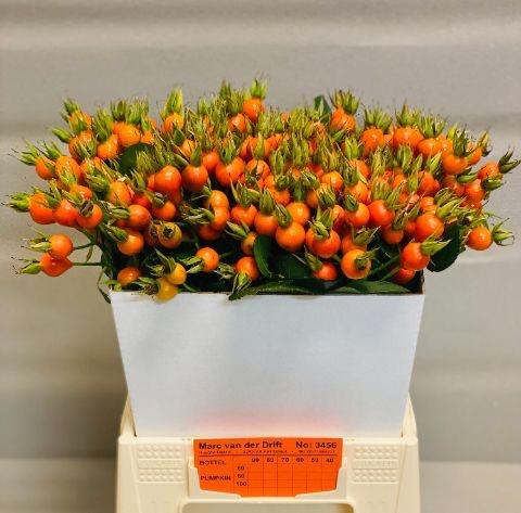 <h4>Rosa Pumpkin Orange</h4>