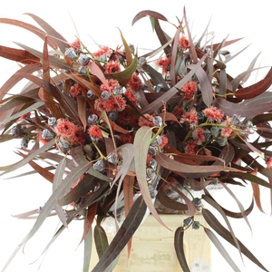 Euca Abs Boule Bloei Red