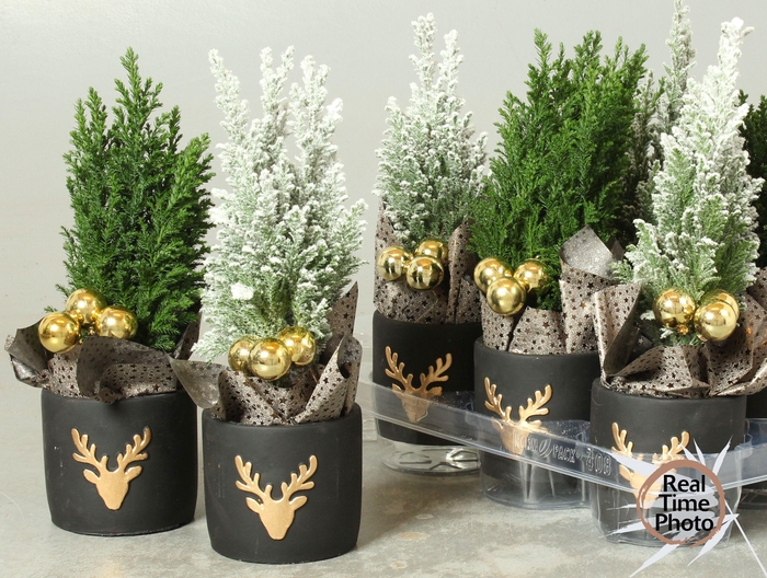 <h4>CHAM L ELLWOODII</h4>