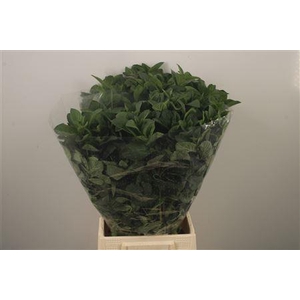 Mentha Leaves Per Bunch