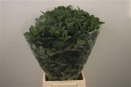<h4>Mentha Leaves Per Bunch</h4>