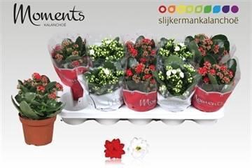 <h4>KAL GE GEM 2 KL</h4>