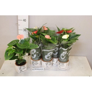 ARR ANTHURIUM