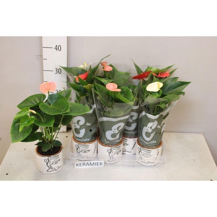 <h4>ARR ANTHURIUM</h4>